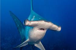 Cocos Island - luxury liveaboard scuba diving with hammerhead sharks.